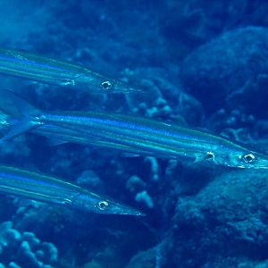 Barracuda