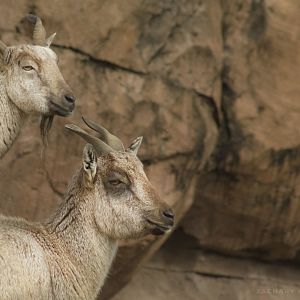 Jan. 2017 - Asia Quest - Markhors