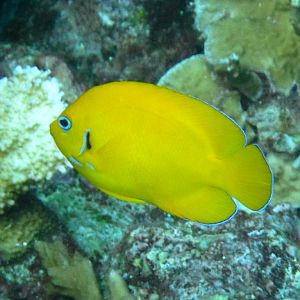 Lemonpeel Angelfish