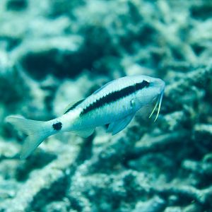 Dot-Dash Goatfish