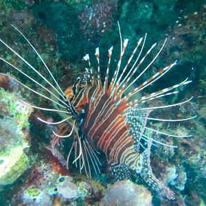 Spotfin Lionfish