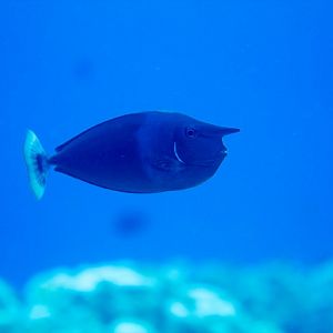 Shorthorned Unicornfish (aka Spotted Unicorfish)
