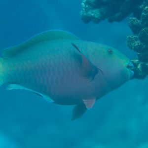 Roundhead Parrotfish