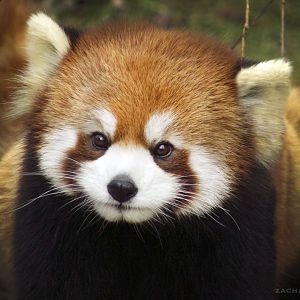 Jan. 2017 - Asia Quest - Red Panda