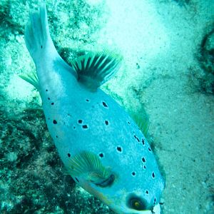 Blackspotted Puffer