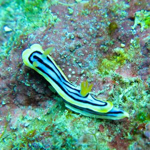 Nudibranch - Chromodoris elizabethina