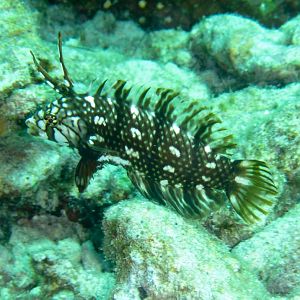 Rockmover Wrasse juvenile