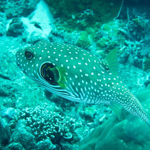 Stars-and-Stripes Puffer