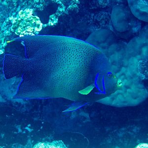Blue Angelfish