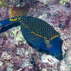 Black Boxfish