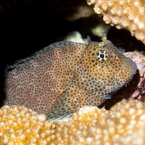 Leopard Blenny