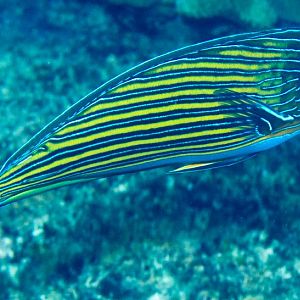 Lined Surgeonfish in display colours