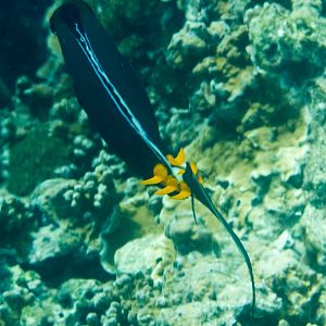 Orangespine Unicornfish - three pairs pf spines is very unusual