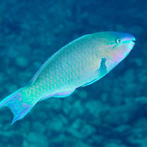 Palenose Parrotfish