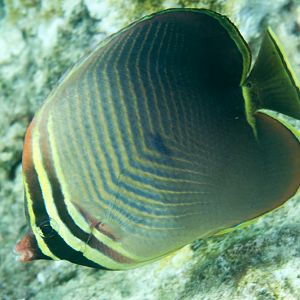 Eastern Triangular Butterflyfish