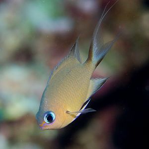 Ambon Chromis
