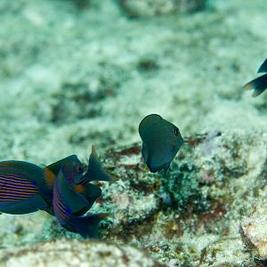 Striated Bristletooth juveniles