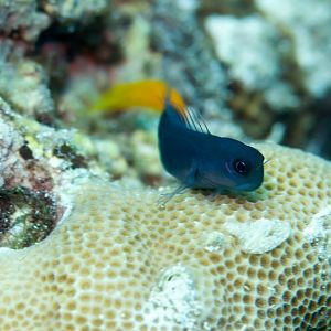 Biclor Combtooth Blenny