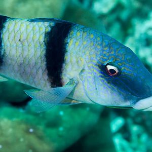 Indian Doublebar Goatfish