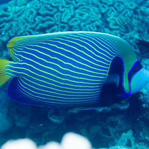 Emperor Angelfish
