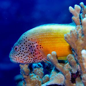 Freckled Hawkfish
