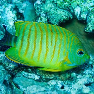 Hybrid Angelfish - Lemonpeel Angelfish x Eibl's Angelfish