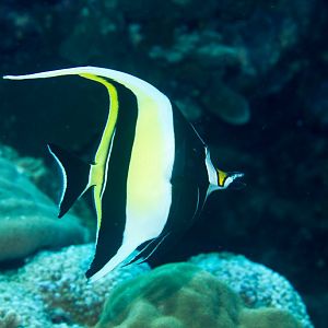 Moorish Idol
