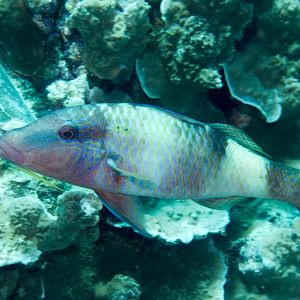 Manybar Goatfish