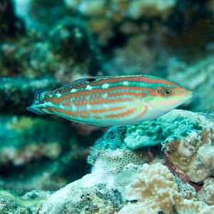 Claudia's Wrasse