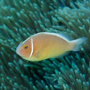 Pink Anemonefish