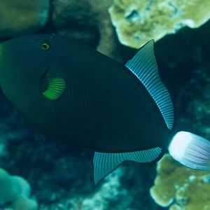 Pinktail Triggerfish