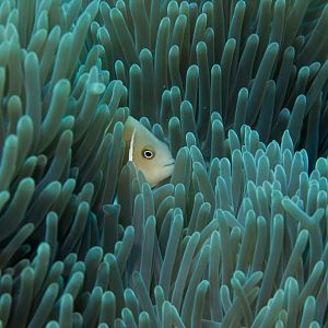 Pink Anemonefish