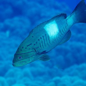 Thinspine Grouper