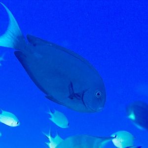 Thompson's Surgeonfish