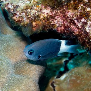 Whitetail Chromis