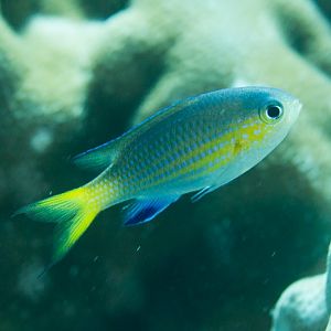 Yellowtail Chromis