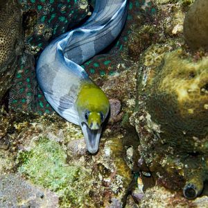 Banded Moray