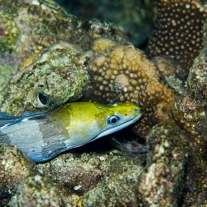 Banded Moray