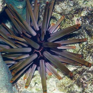 Imperial Lance Urchin