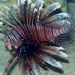 Lionfish