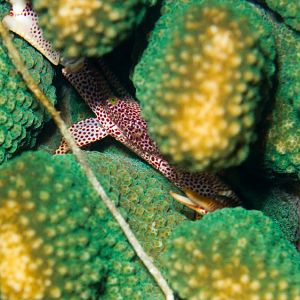 Rust-spotted Guard Crab