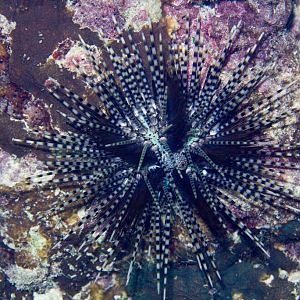 Banded Sea Urchin