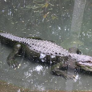 American Alligator