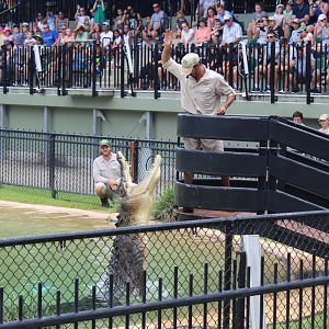 Saltwater Crocodile