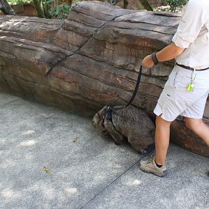 Common Wombat