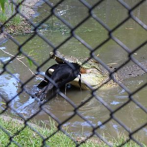 Male Saltwater Crocodile