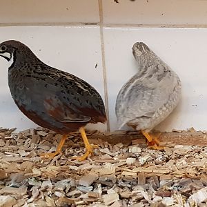 Chinese painted quail - Natural and Mutation