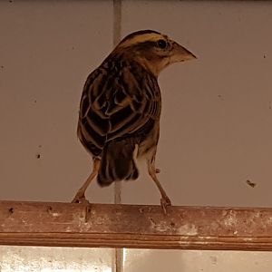 Yellow-crowned bishop