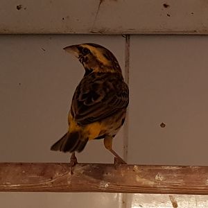 Yellow-crowned bishop