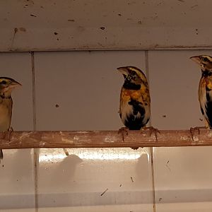 Yellow-crowned bishops